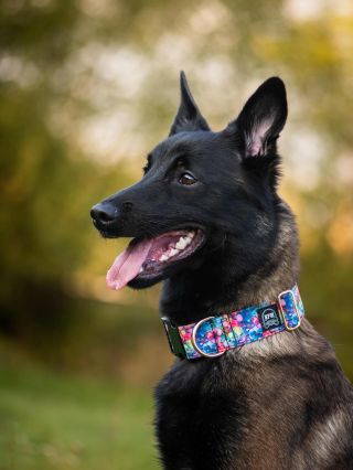 Obojek z kolekce Duhový květ. 😍😇 @fotografka_lucipe ❤️