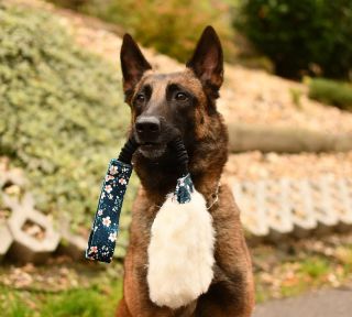 Na tohle jsem čekala dlouho, naše nové kolekce hraček.😍 Pro chovatele při více kusech lze i potisk jména, jdou ušít z...