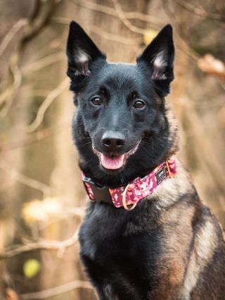 Obojek dráčci, začal mezi vámi být dost oblíbený. 😍🤩 Lze i klučičí variantu, nebo dinosaury. ❤️