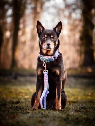 Obojek a ručka z kolekce pastelový mramor. 😍👌🏻